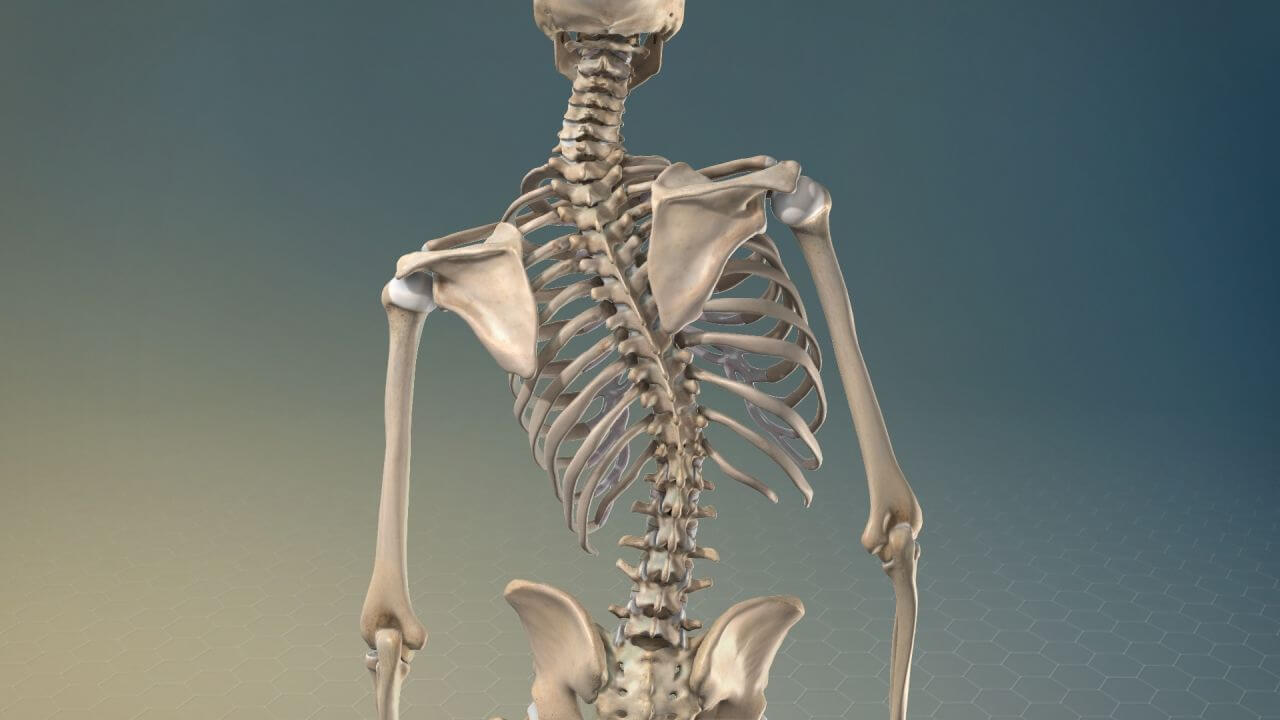 Scoliosis Correction